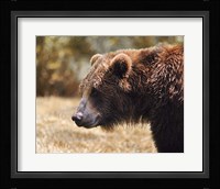 Grizzly Watch Fine Art Print