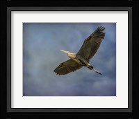 Heron Overhead Fine Art Print