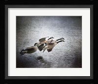 Last Flight Of The Day Fine Art Print