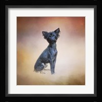 Little Angel Yorkie Poo Fine Art Print