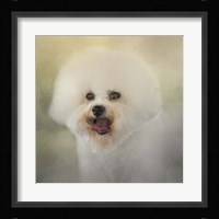 Little Cotton Ball Bichon Frise Fine Art Print
