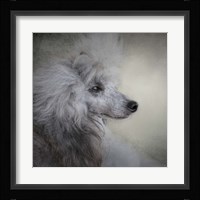 Longing Silver Standard Poodle Fine Art Print