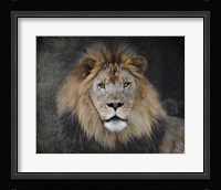 Male Lion Portrait 1 Fine Art Print