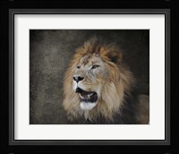 Male Lion Portrait 2 Framed Print