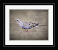 Mourning Dove Portrait Fine Art Print