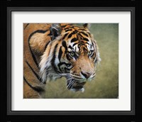 On The Prowl Bengal Tiger Fine Art Print