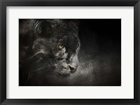 Out Of The Shadows Black Leopard Fine Art Print