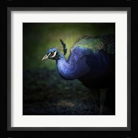 Peacock 1 Framed Print
