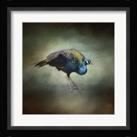 Peacock 10 Framed Print