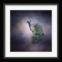 Peacock 11 Framed Print