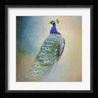 Peacock 4 Framed Print
