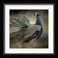 Peacock 5 Framed Print