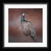 Peacock 7 Framed Print