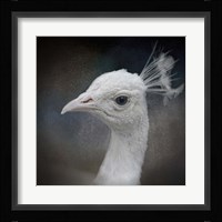 Peacock 9 Framed Print