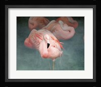 Pink Flamingo 1 Framed Print