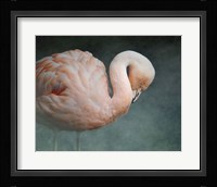 Pink Flamingo 2 Framed Print
