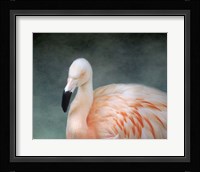 Pink flamingo 3 Framed Print