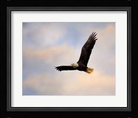 Pinson Mounds Eagle 1 Framed Print
