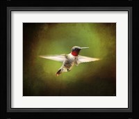 Portrait Of A Hummingbird In Flight Fine Art Print