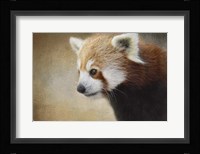 Red Panda Watching Fine Art Print