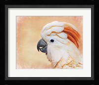 Salmon Crested Cockatoo Portrait 1 Fine Art Print