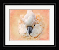 Salmon Crested Cockatoo Portrait 2 Fine Art Print