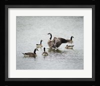 Show Off Canadian Geese Fine Art Print