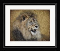Snarling Male Lion Portrait Framed Print