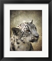 Snow Leopard Portrait Fine Art Print