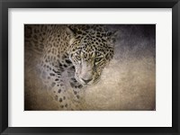 Stalking Her Prey Leopard Fine Art Print
