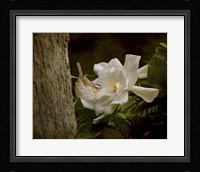 The Scent Of The Gardenia Fine Art Print