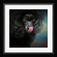 Treat Snatcher Toy Black Poodle Fine Art Print