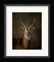 Waterbuck Antelope Framed Print