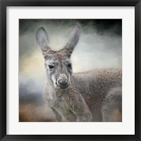 Western Grey Kangaroo Framed Print