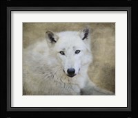 White Wolf Portrait Fine Art Print