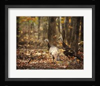 Wild Turkey In The Woods Fine Art Print