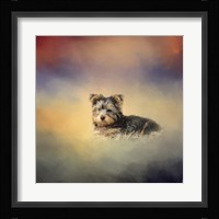 Yorkie Loving The Leaves Fine Art Print