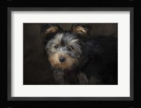 Yorkie Puppy Fine Art Print