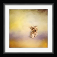 Yorkie Running Into The Wind Fine Art Print