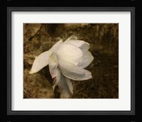 Cape Jasmine Gardenia 1 Fine Art Print