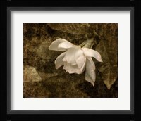 Cape Jasmine Gardenia 2 Fine Art Print