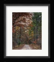 Chickasaw Forest In Autumn 1 Framed Print