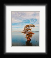 Cypress In Autumn 1 Framed Print