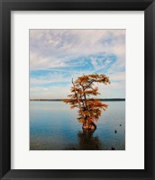 Cypress In Autumn 1 Framed Print