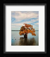 Cypress In Autumn 2 Framed Print
