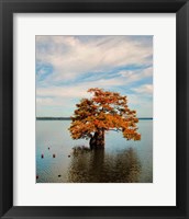 Cypress In Autumn 2 Framed Print
