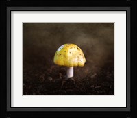 Little Yellow Mushroom Fine Art Print