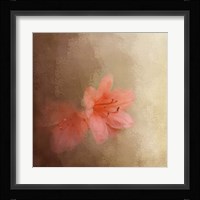Salmon Azaleas Framed Print