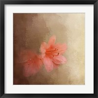 Salmon Azaleas Framed Print