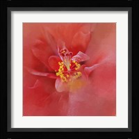 Salmon Hibiscus 1 Framed Print
